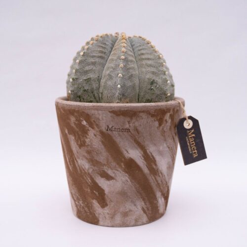Astrophytum myriostigma Linea Manera Choco 1305
