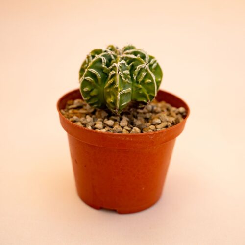 Astrophytum myriostigma ornatum fukuryu haku jo Ø 10,5 cm 646F