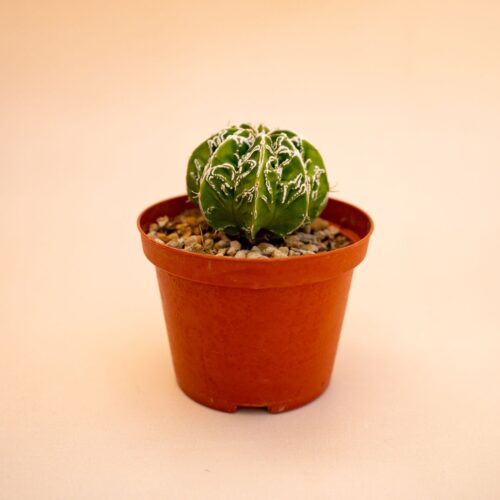 Astrophytum myriostigma ornatum fukuryu haku jo Ø 10,5 cm 647F
