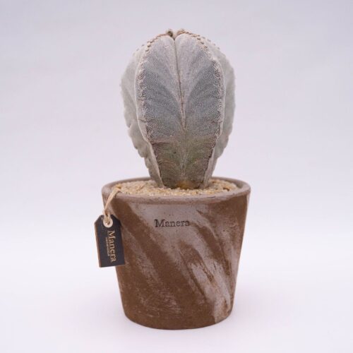 Astrophytum onzuka Linea Manera Choco 1308