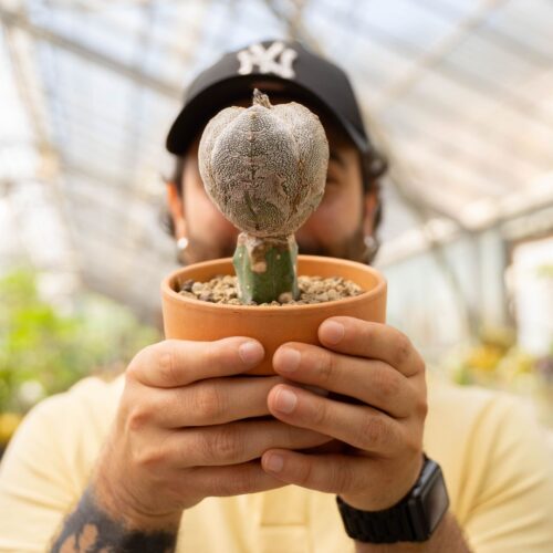Astrophytum onzuka quadricostatum Ø 12 cm 785F