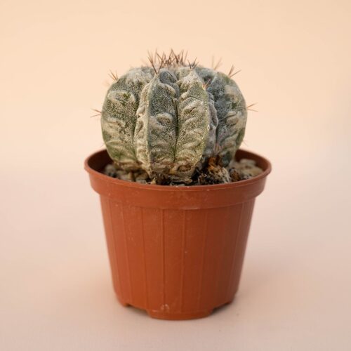 Astrophytum ornatum fukuryu hybrid Ø 10,5 - 615F