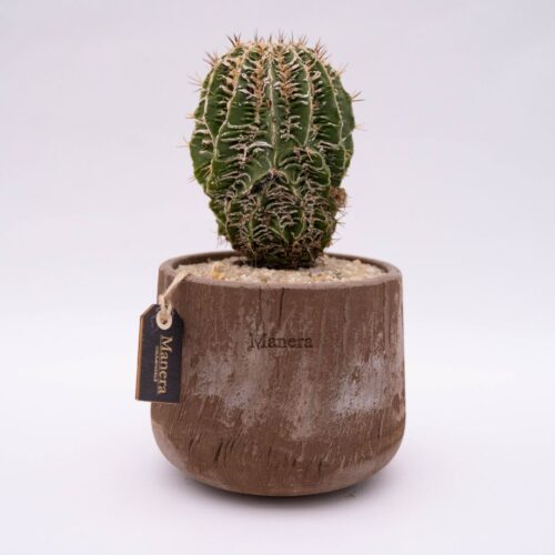 Astrophytum ornatum fukuryu hybrid Linea Manera Choco 1309