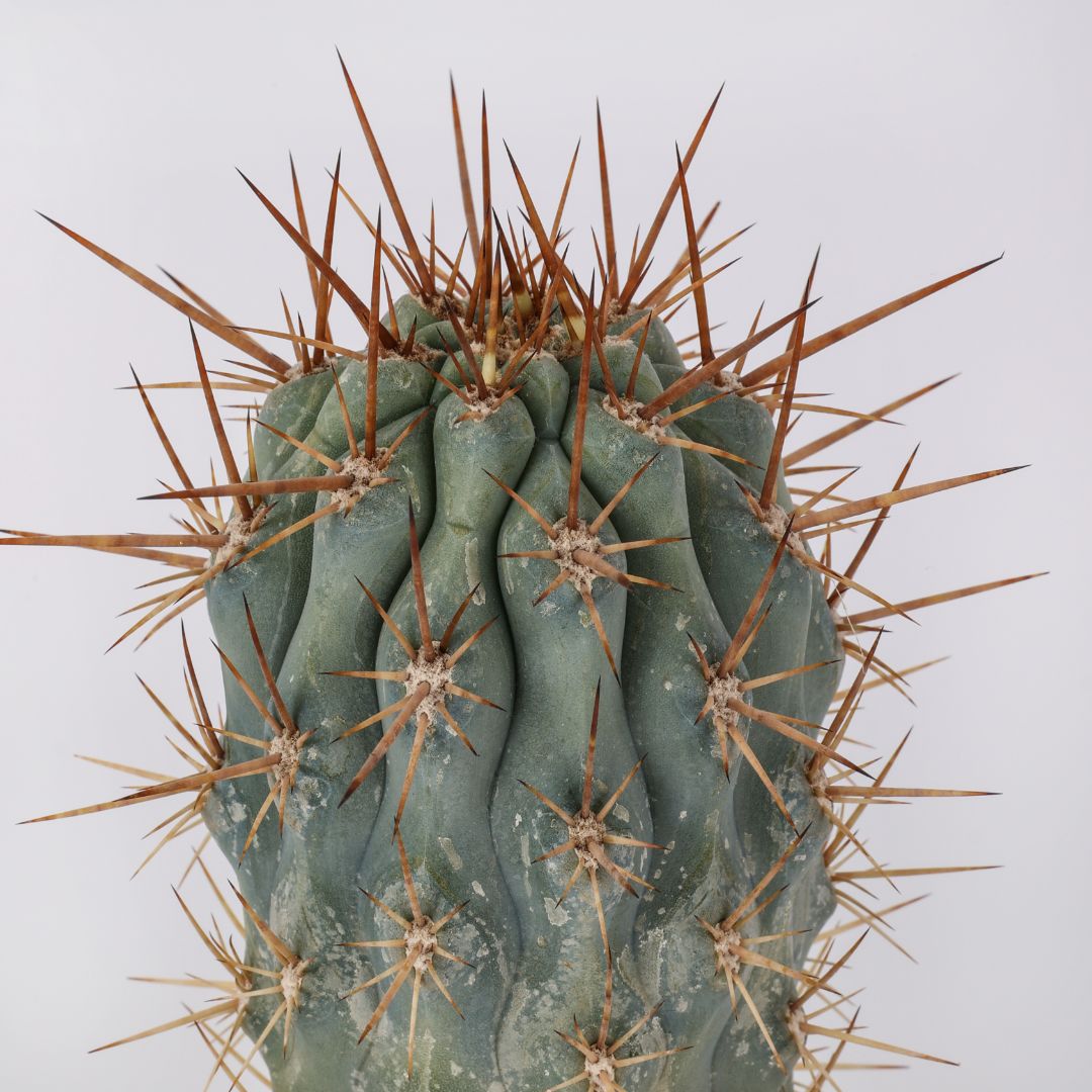 Browningia hertlingiana (MANERA CHOCO) Ø 12 cm