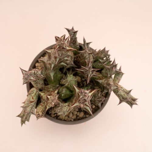 Caralluma hesperidum Ø 13 cm 837F