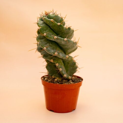 Cereus forbesii spiralis Ø 12 cm 658F