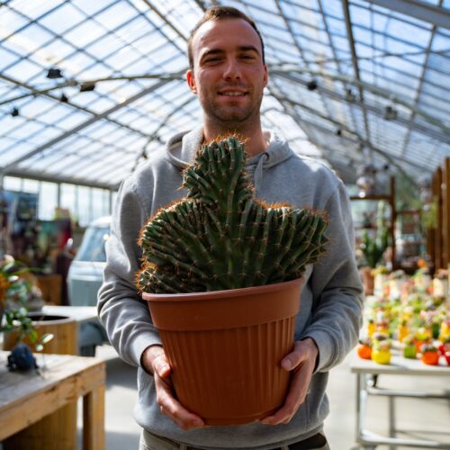Cereus jamacaru crestato Ø 25 cm 703F