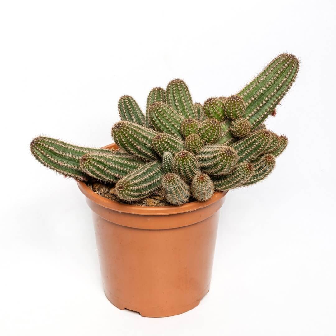 Chamaelobivia Hybrid Ø 17 cm
