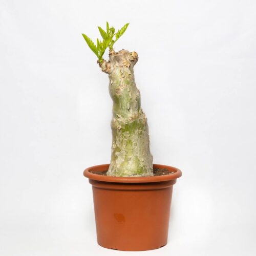 Cyphostemma juttae Ø 30 cm