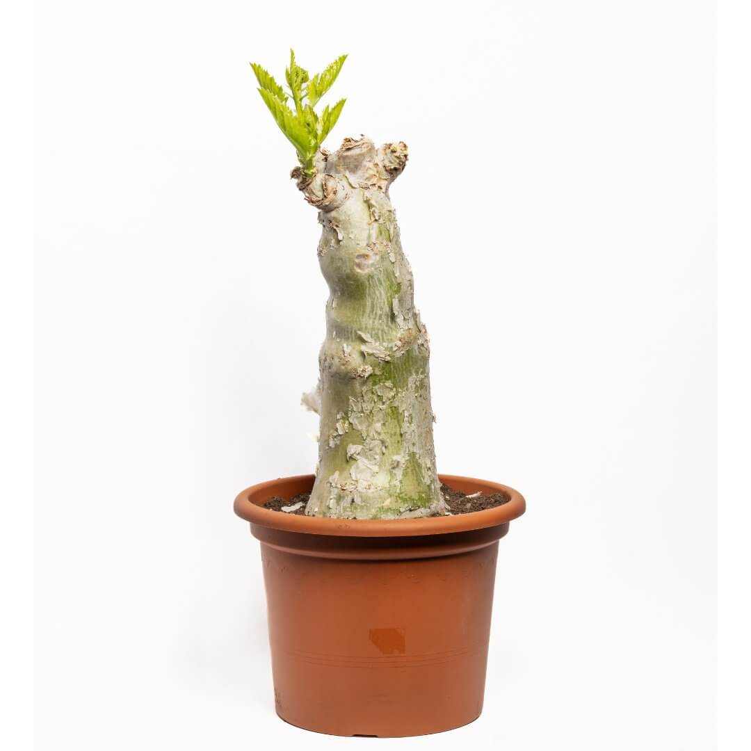 Cyphostemma juttae Ø 30 cm