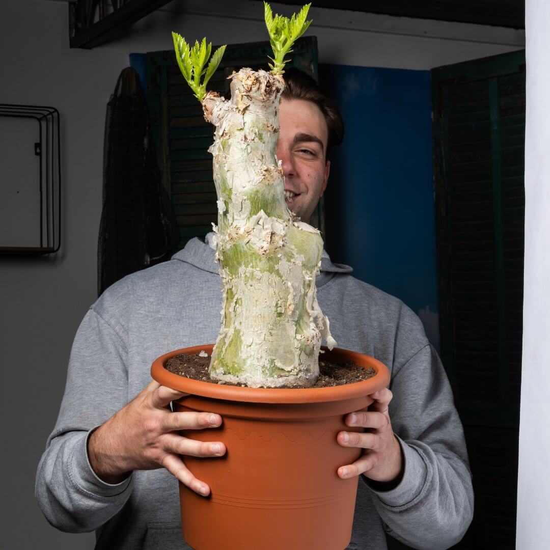 Cyphostemma juttae Ø 30 cm