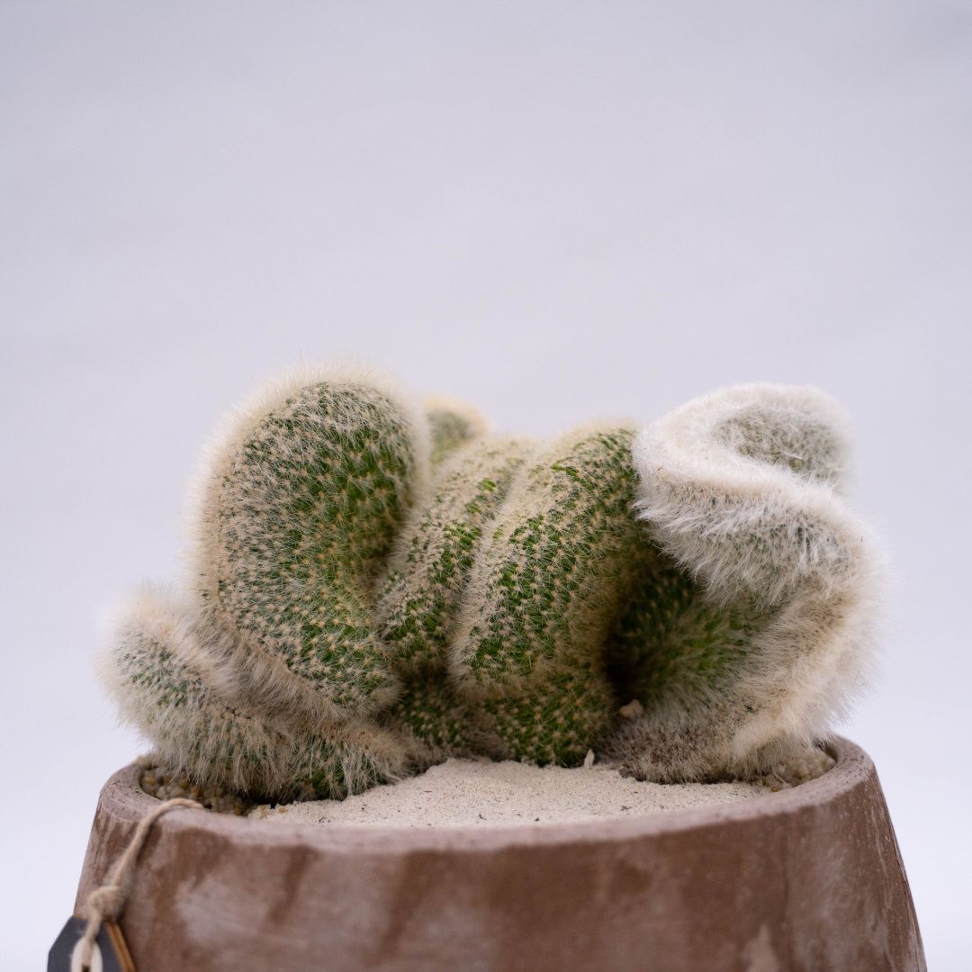 Cleistocactus strausii crestato Linea Manera Choco 1299