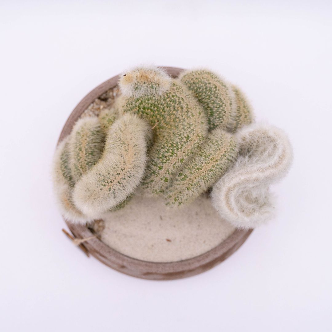 Cleistocactus strausii crestato Linea Manera Choco 1299