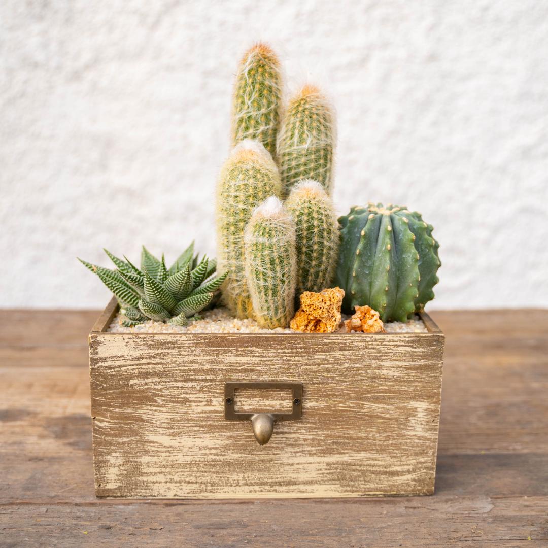 Composizione Cactus & Haworthia – Componi la tua mania