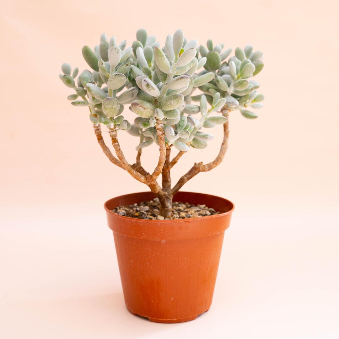 Cotyledon orbiculata Oophylla Ø 14 cm