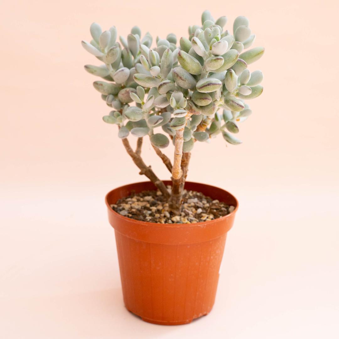 Cotyledon orbiculata Oophylla Ø 14 cm