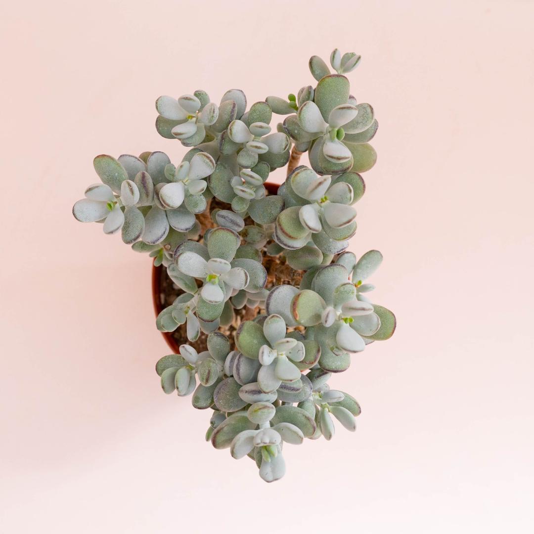 Cotyledon orbiculata Oophylla Ø 14 cm