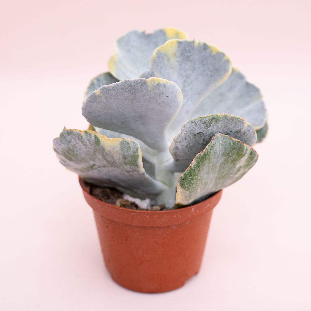 Cotyledon undulata variegato Ø 10,5 cm cod. 1322