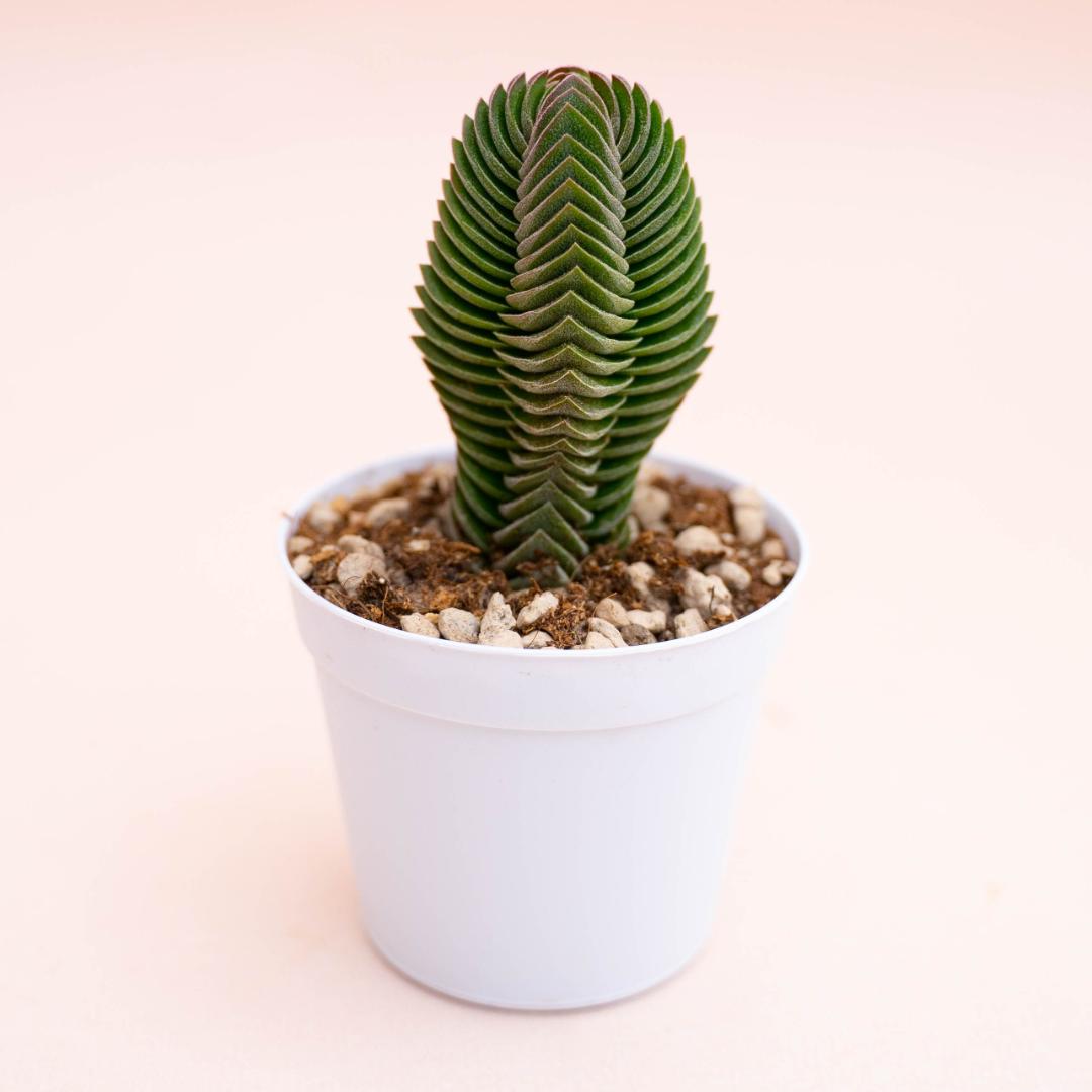 Crassula Buddha's Temple Ø 7,5 cm
