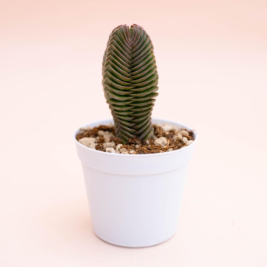 Crassula Buddha's Temple Ø 7,5 cm