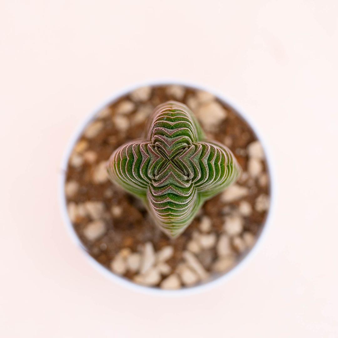 Crassula Buddha's Temple Ø 7,5 cm