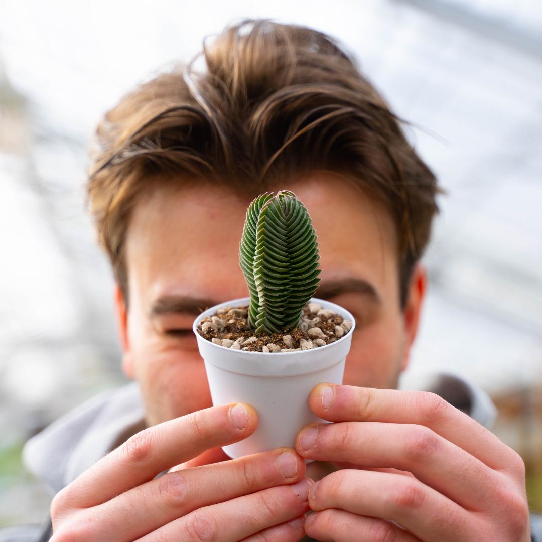 Crassula Buddha's Temple Ø 7,5 cm