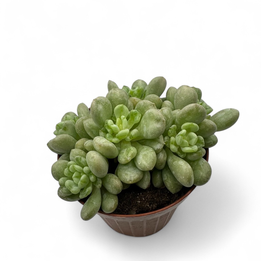 Echeveria 'Bill Gates' Ø 12 cm
