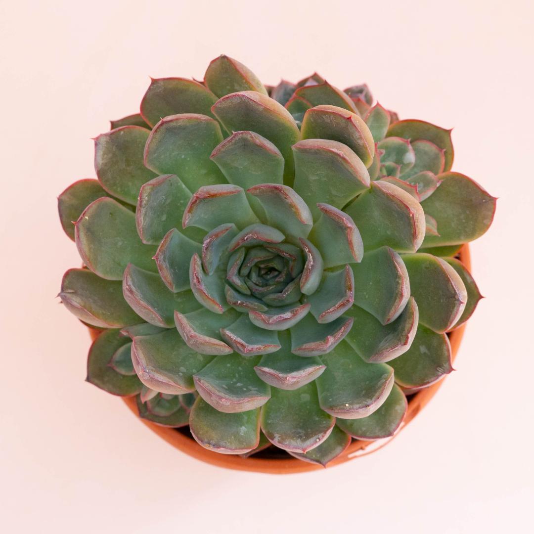 Echeveria Hercules Ø 18 cm