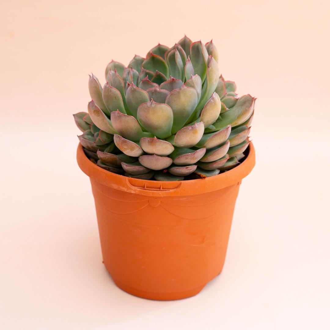 Echeveria Hercules Ø 18 cm