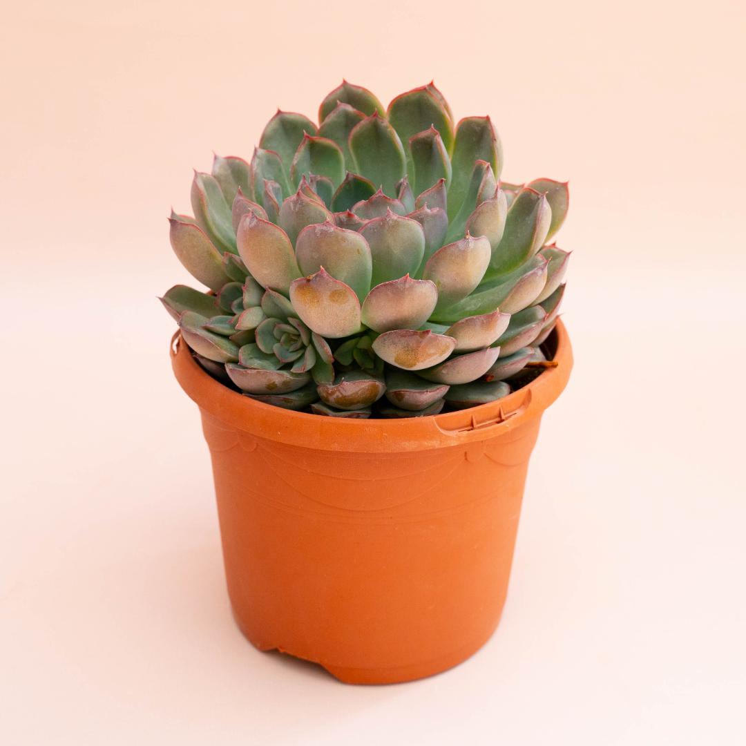 Echeveria Hercules Ø 18 cm