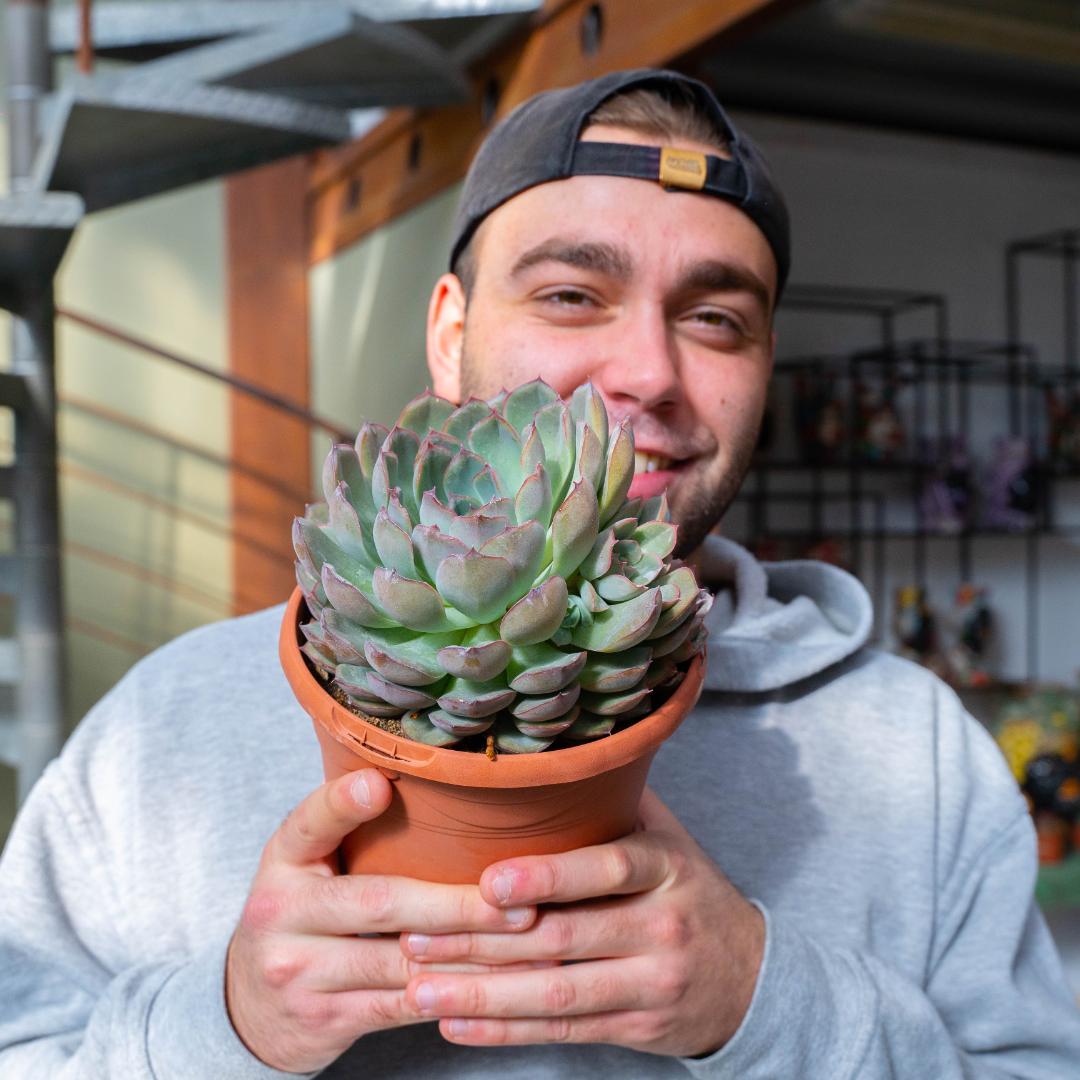 Echeveria hercules Ø 18 cm