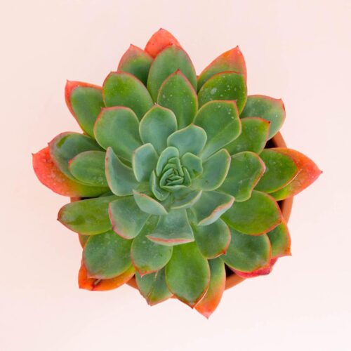 Echeveria Pink Star vaso Ø 18 cm