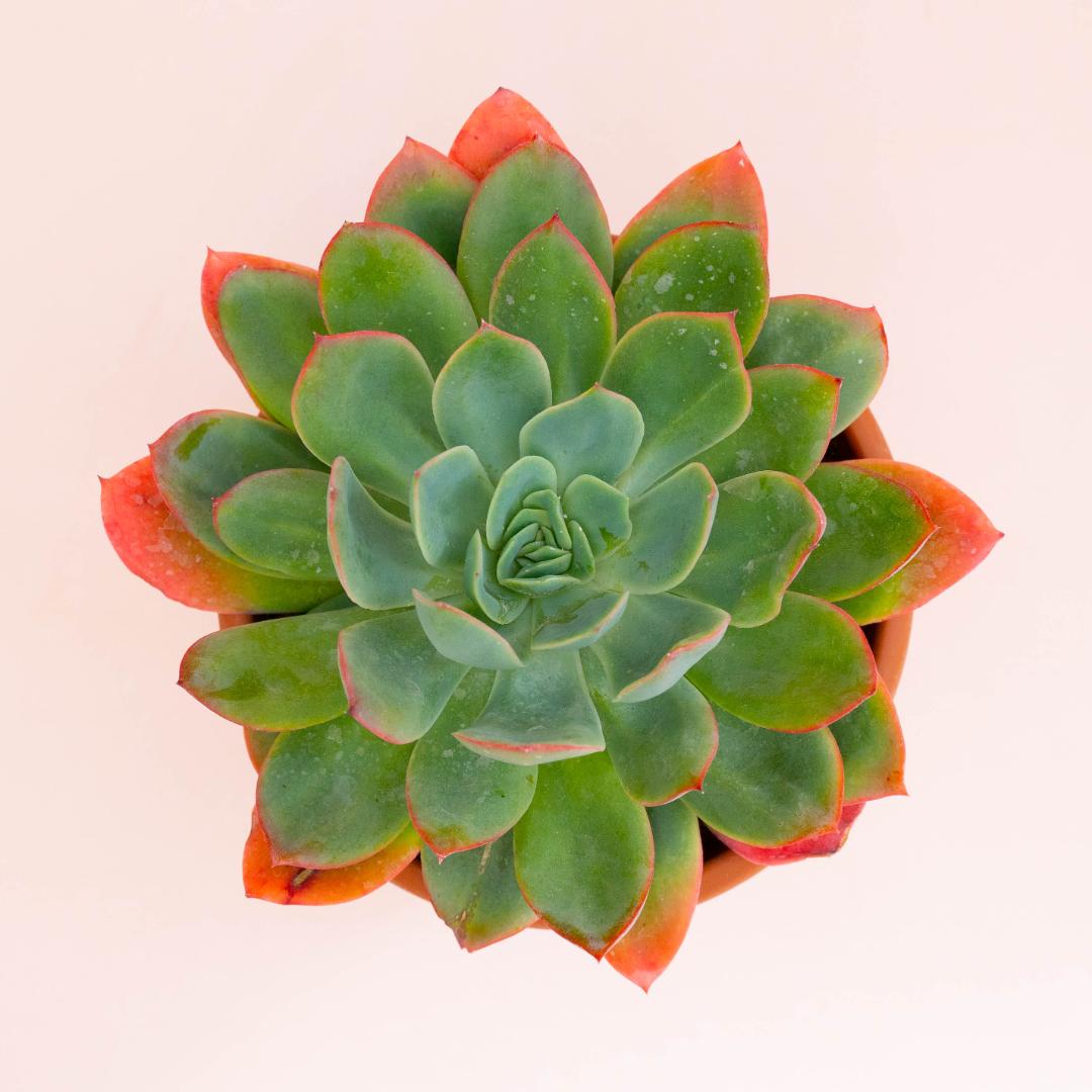 Echeveria Pink Star vaso Ø 18 cm