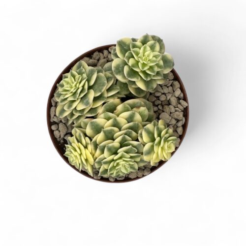 Echeveria 'Rolly' variegata Ø 12,5 cm