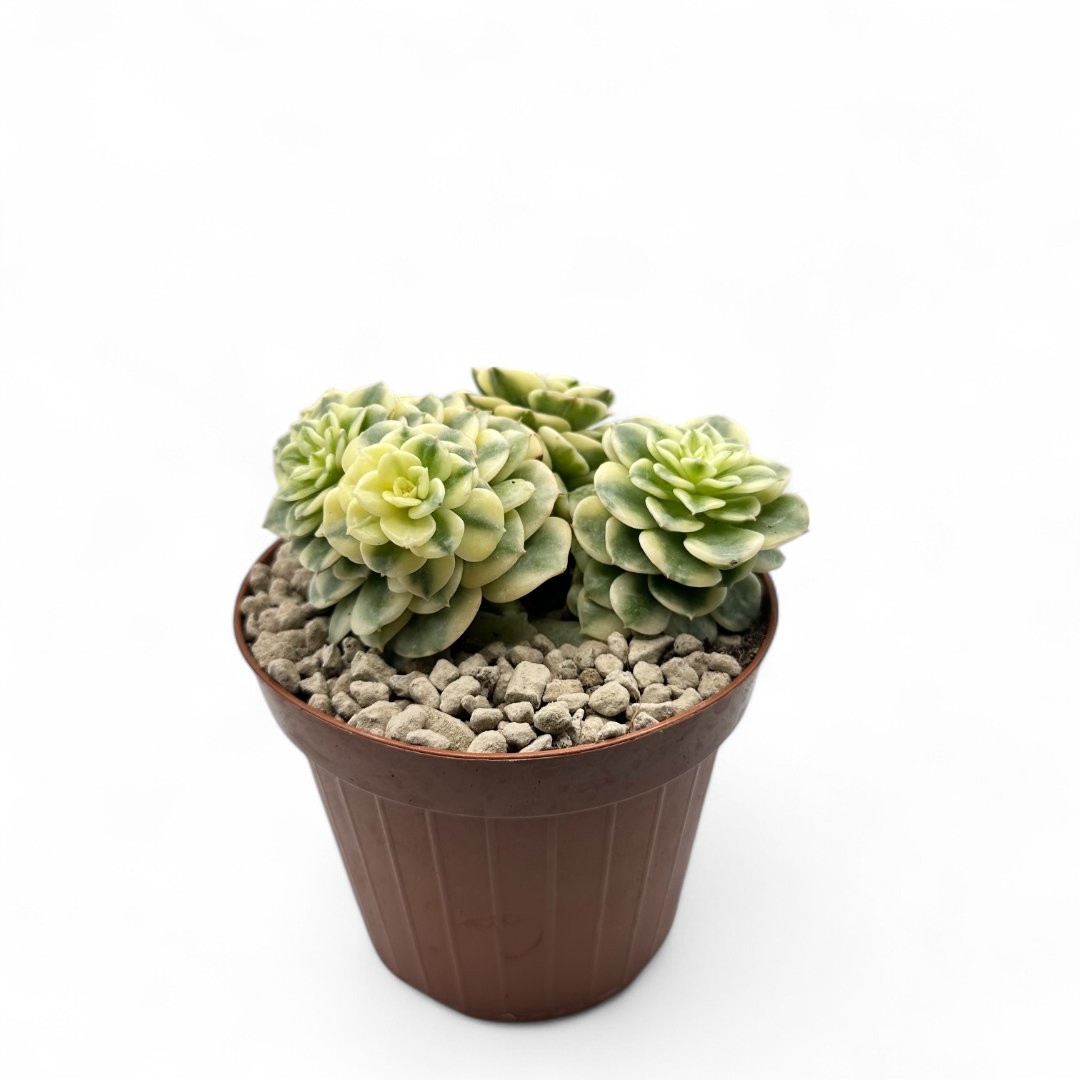 Echeveria 'Rolly' variegata Ø 12,5 cm