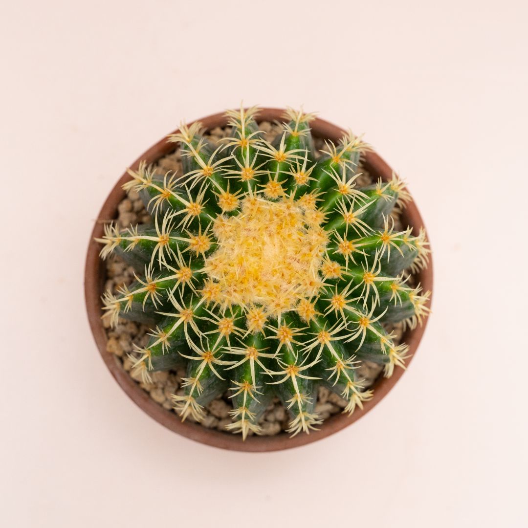 Echinocactus grusonii intermedius uncinatus Ø 15 cm 859F