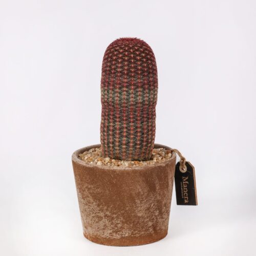 Echinocereus rigidissimus rubrispinus (MANERA CHOCO) Ø 12 cm