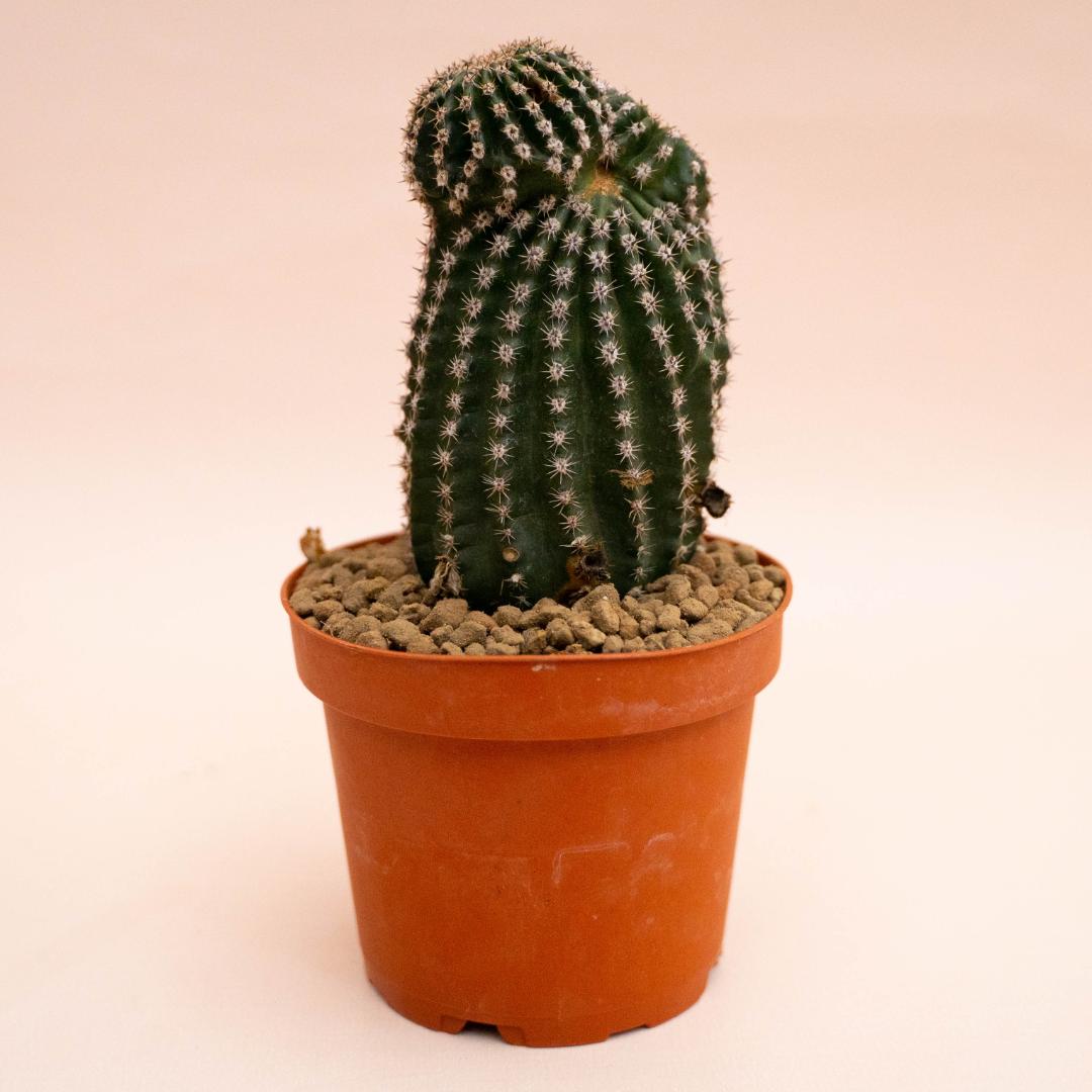 Echinopsis eyriesii Ø 12 cm Echinopsis eyriesii Ø 12 cm