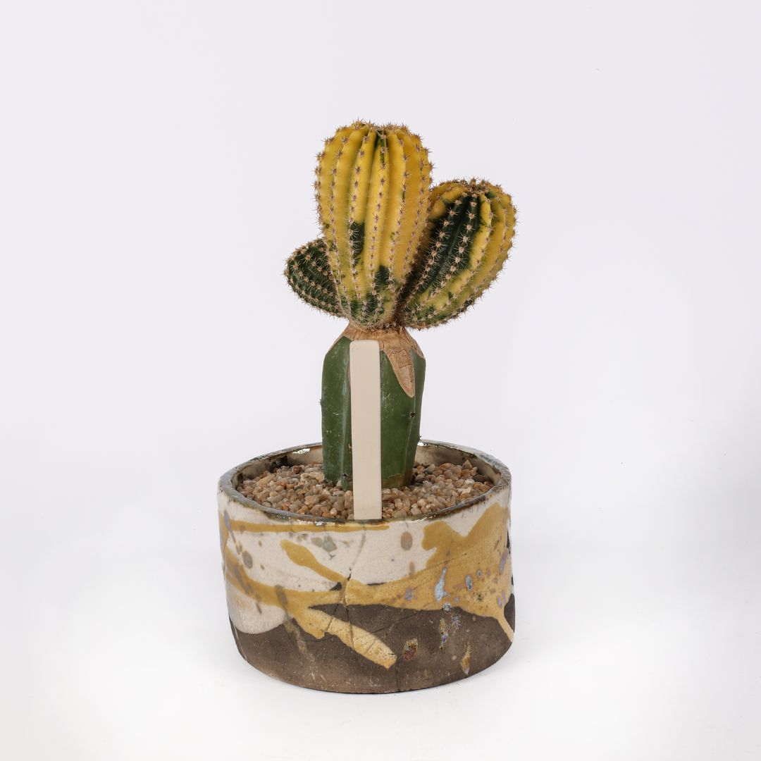 Echinopsis eyriesii variegato Echinopsis eyriesii variegato
