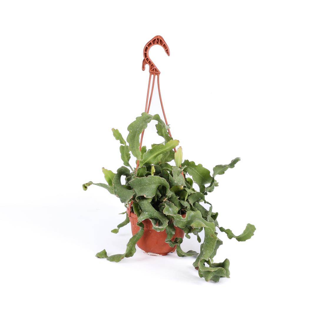 Epiphyllum guatemalense Monstruosa in vaso basket Ø 15 - immagine 2