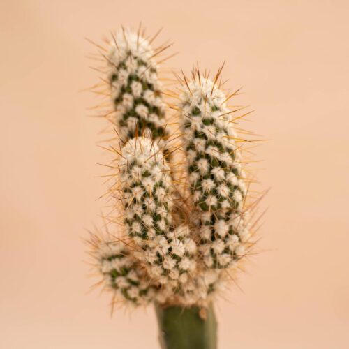 Eulychnia saint-pieana Ø 12 cm