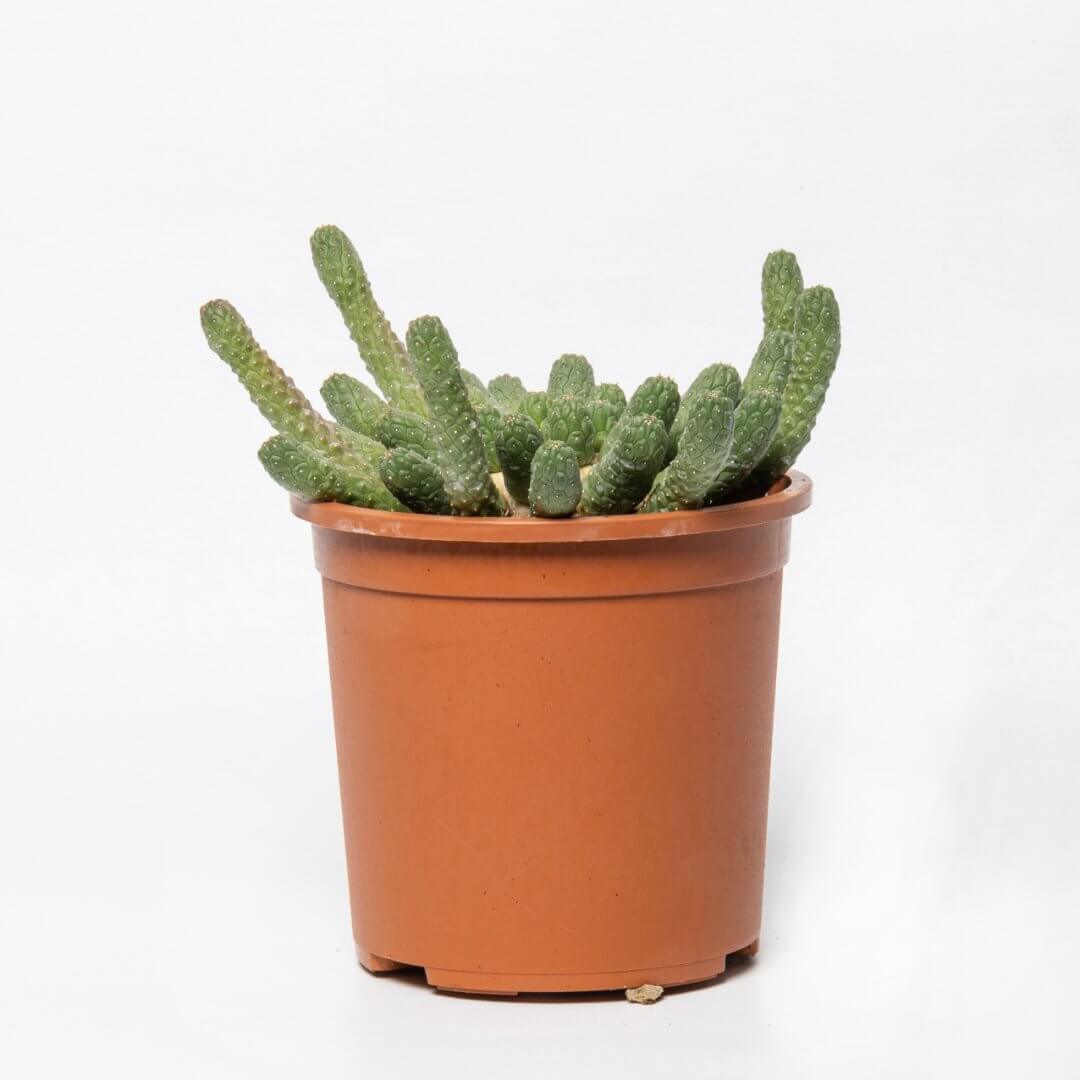 Euphorbia inermis (Fiore bianco profumato) Ø 12 cm