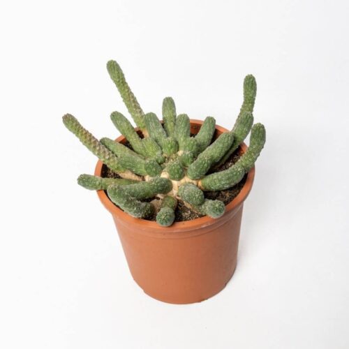 Euphorbia inermis (Fiore bianco profumato) Ø 12 cm