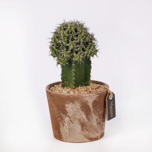 Euphorbia mitriformis (MANERA CHOCO) Ø 12 cm