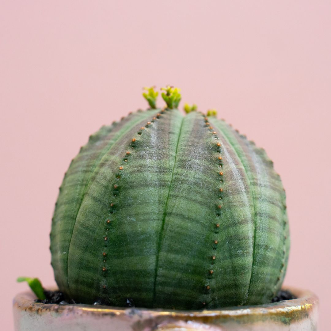 Euphorbia obesa 289 Raku Euphorbia obesa 289 Raku