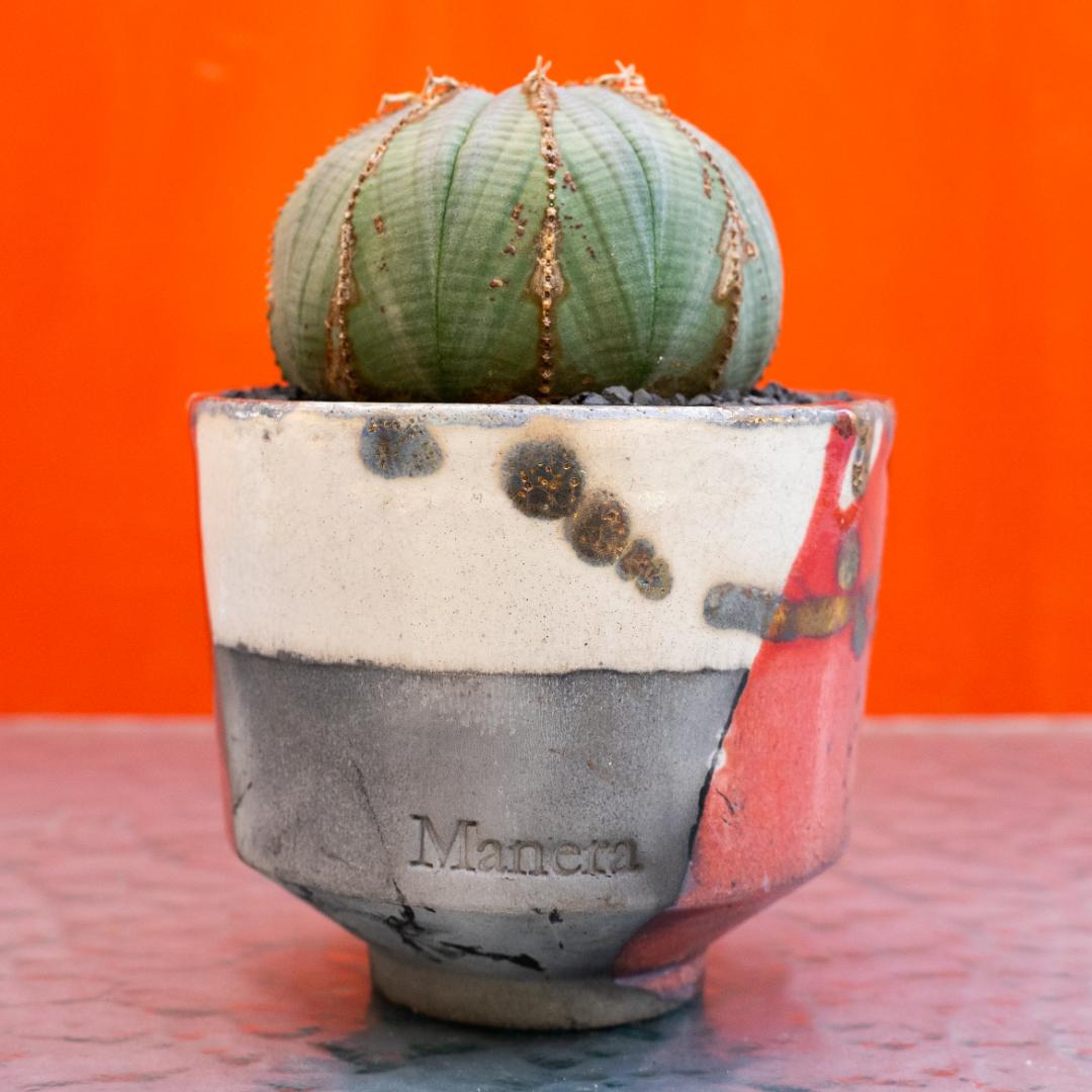 Euphorbia obesa Euphorbia obesa