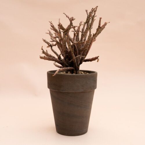 Euphorbia platyclada Ø 11 cm 846F