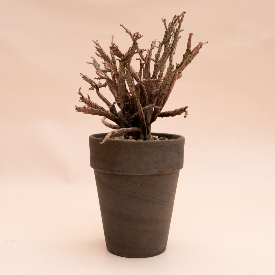 Euphorbia platyclada Ø 11 cm 846F