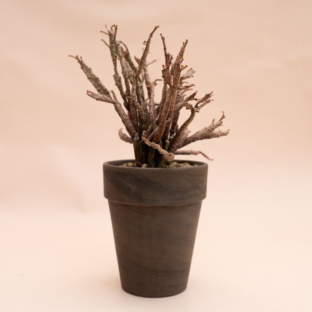 Euphorbia platyclada Ø 11 cm 846F