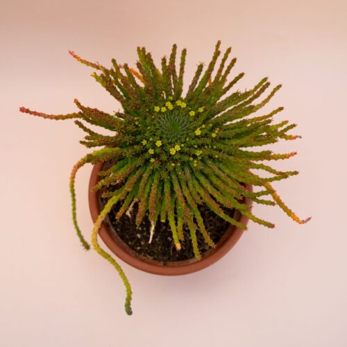 Euphorbia pugniformis Ø 18 cm 686F